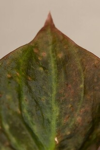 带斑点的植物叶片