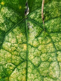 翠绿叶片的微观纹理细节