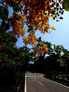秋日林荫路美景