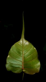 独特形状的绿色植物叶片