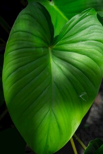 心形大叶片绿植特写