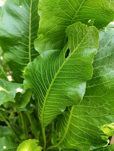翠绿大叶片植物特写