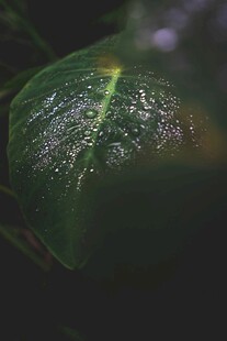 带水珠的翠绿叶片
