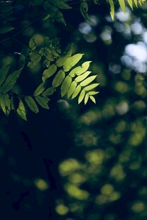 翠绿蕨叶 光影中的生机