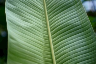 翠绿宽大的植物叶片
