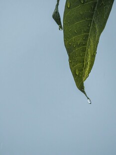 叶尖水珠 清新自然景象