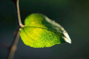 嫩绿叶片特写