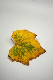 黄绿叶片特写