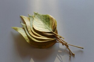 干枯叶片与根茎特写