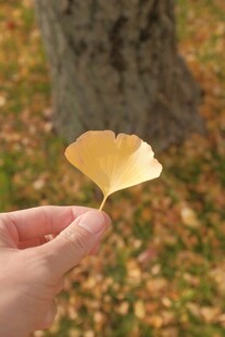 手持银杏叶的秋日瞬间