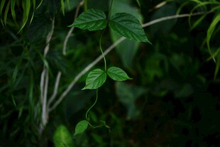茂密丛林中的翠绿枝叶