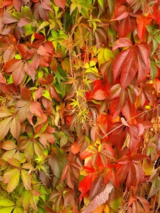 秋日斑斓红叶植物景观