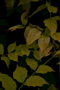 夜间翠绿叶片特写