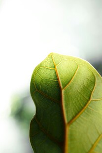 嫩绿叶片特写