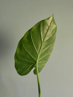 单片翠绿心形植物叶片