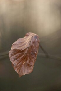 枯萎叶片特写