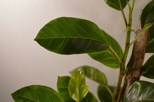 绿叶植物特写