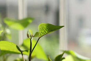 窗边嫩绿植物生机盎然