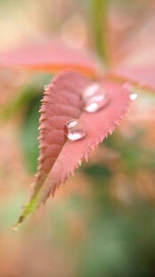 带水珠的红嫩叶片