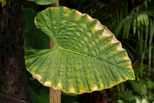 心形绿叶植物特写