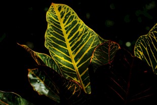 斑斓叶脉的独特植物叶片