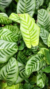 条纹绿叶植物特写