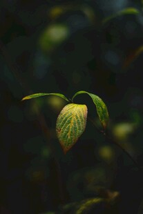 嫩绿叶片的自然之美
