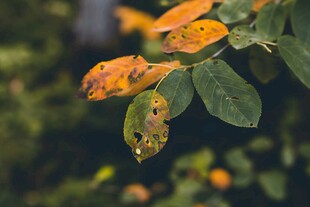 秋日枝头斑斓树叶