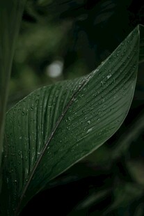 翠绿叶片上的晶莹水珠