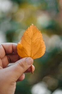 手中秋叶 尽显秋之韵味
