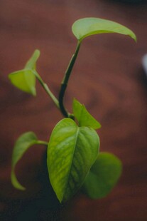 嫩绿新枝生机盎然