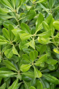 翠绿繁茂的叶片植物