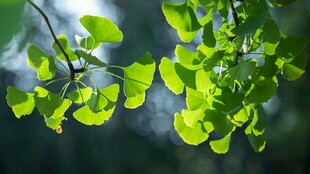 嫩绿银杏叶 清新自然景