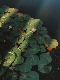 水面上的翠绿睡莲叶片