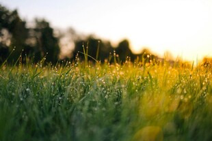 夕阳下的翠绿草地