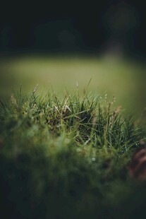 翠绿草地近景特写
