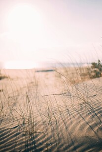 阳光照耀下的沙地与枯草