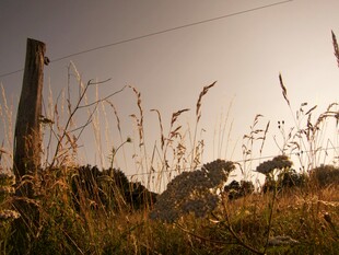 夕阳下的草地与木桩
