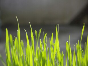 嫩绿麦苗生机盎然