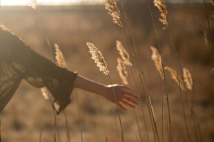 夕阳下伸手触摸芦苇