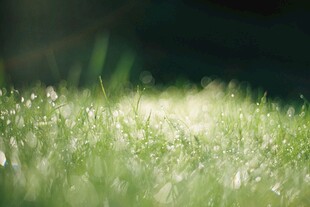 阳光下的嫩绿草地