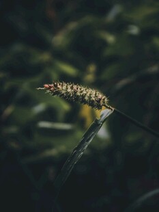 杂草