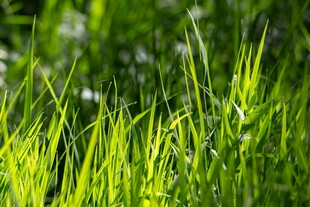 嫩绿青草生机盎然
