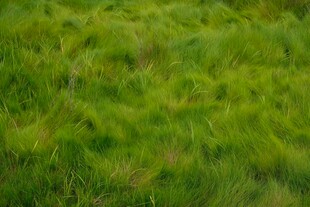 翠绿草地美景