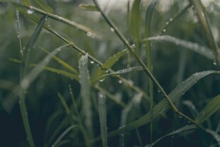 清晨带露的嫩绿青草