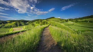 山间小径旁的翠绿原野