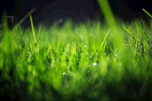 嫩绿青草上的晶莹露珠