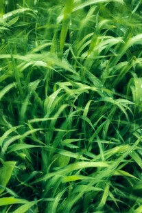 翠绿繁茂的青草植物