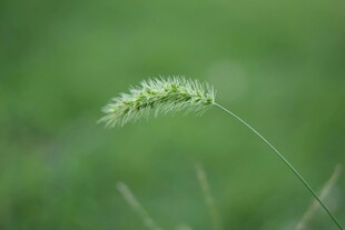 一株狗尾草特写