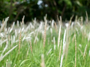 翠绿田野中的白色草穗